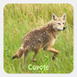 Sticker Carré Plaines Coyote Faune Art animal
