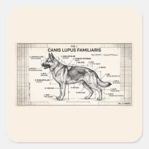 Sticker Carré Plan directeur du chien berger allemand