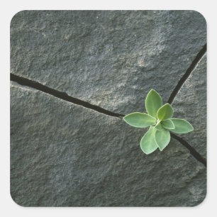 Sticker Carré Plante qui cultive dans une sangle fissurée