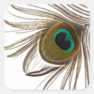 Sticker Carré Plume de paon