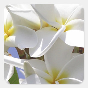 Sticker Carré Plumeria Fleurs tropicales