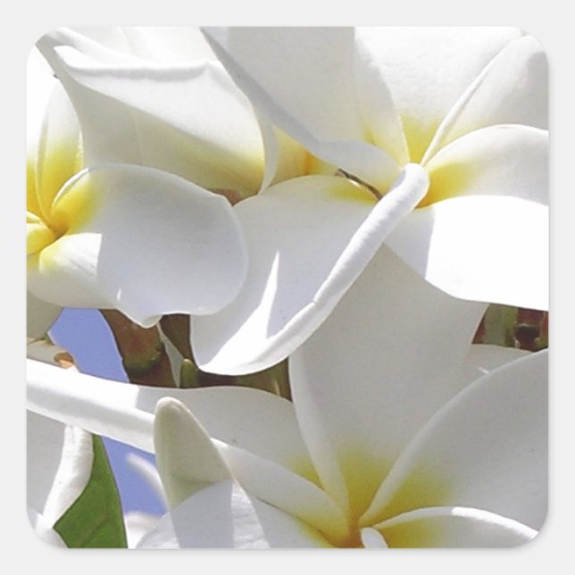Sticker Carré Plumeria Fleurs tropicales (Devant)