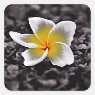 Sticker Carré Plumeria Frangipani Hawaii