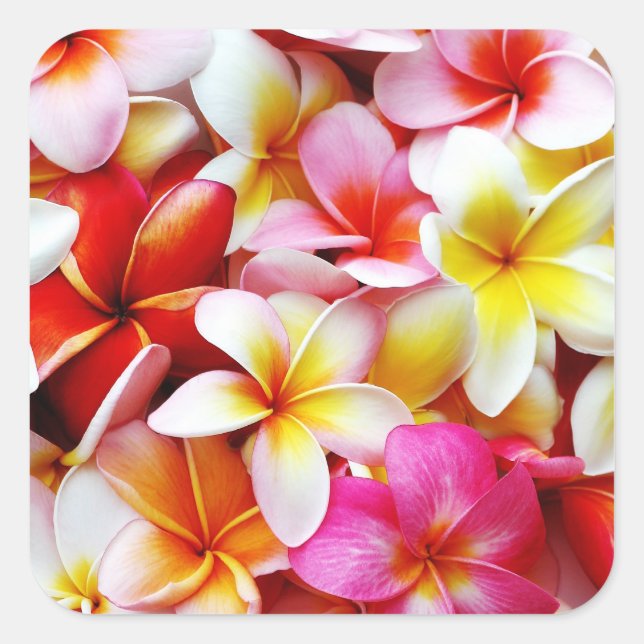 Sticker Carré Plumeria Frangipani Hawaii Fleur Customisée (Devant)