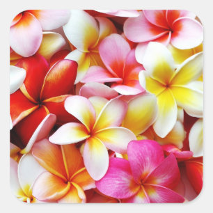 Sticker Carré Plumeria Frangipani Hawaii Fleur Customisée