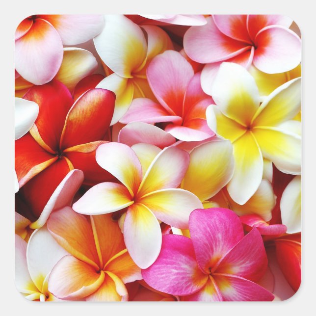 Sticker Carré Plumeria Frangipani Hawaii Fleur Customisée (Devant)
