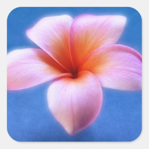 Sticker Carré Plumeria rose et bleu Frangipani Hawaii Flower
