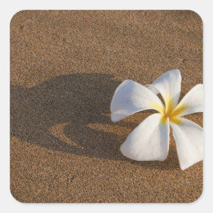 Sticker Carré Plumeria sur une plage de sable, Maui, Hawaï, État