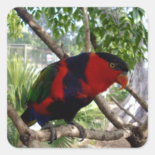 Sticker Carré Plumes arc-en-ciel : Joli Lorikeet australien,