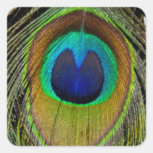 Sticker Carré Plumes de queue de paon mâle