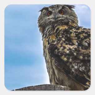 Sticker Carré Plumes d'oiseau de hibou Animal Nature Destin Paix