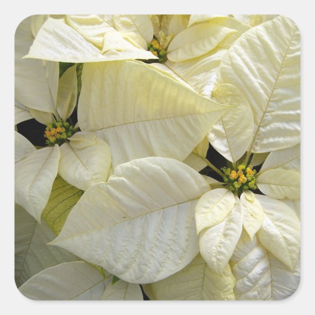 Sticker Carré Poinsettia blanc (Devant)