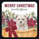Sticker Carré Poinsettia Maltese Puppy Christmas Pasket<br><div class="desc">Ce joli sticker de correspondance ou de cadeau de vacances a l'image d'un panier de fleurs de poinsettia rouges, de fleurs blanches, de baies rouges et de sprigs de pignons de pin. Au milieu se trouve un adorable chiot maltais. En haut se trouve le texte rouge qui dit MERRY CHRISTMAS,...</div>