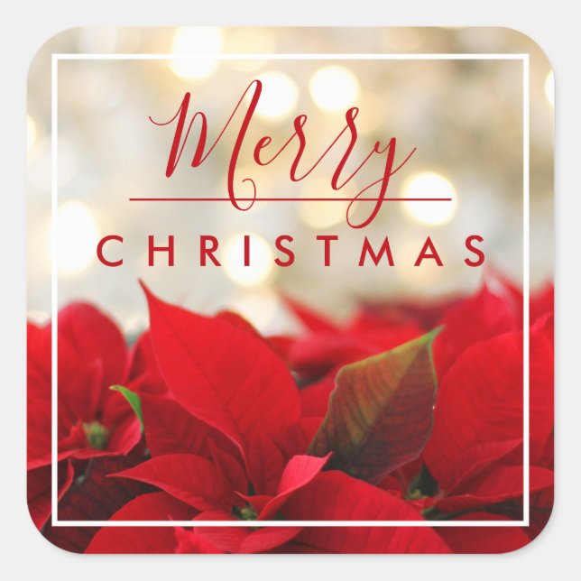 Sticker Carré Poinsettias rouges avec Golden Bokeh Noël (Devant)