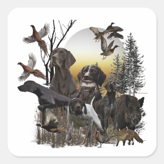 Sticker Carré Pointeur à poils courts allemand (Devant)