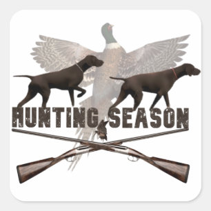 Sticker Carré Pointeur à poils courts allemand, kurzhaar