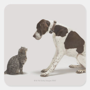 Sticker Carré Pointeur regardant en bas du chat
