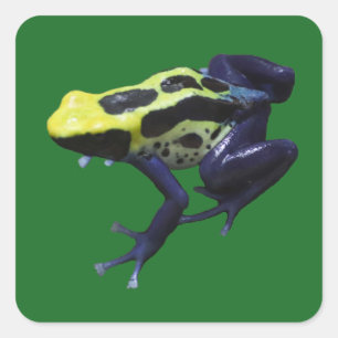 Sticker Carré Poison grenouille