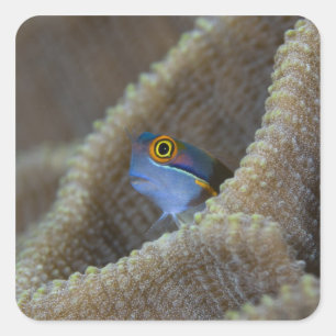 Sticker Carré poisson blennie (Blenniidae) sortant sa tête