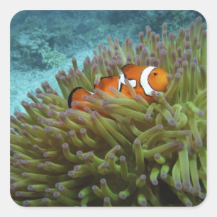 Sticker Carré Poisson clown ( Amphiprion ocellaris )