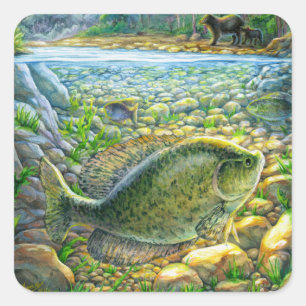 Sticker Carré Poisson de montagne