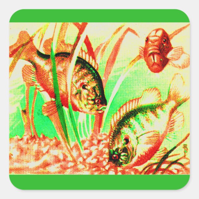 Sticker Carré poisson d'eau douce (Devant)