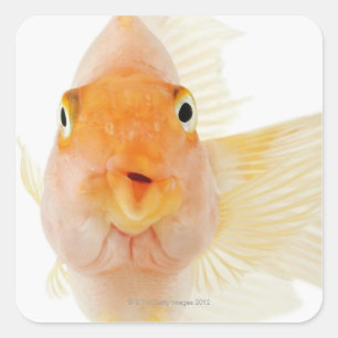 Sticker Carré Poisson d'eau douce tropicale