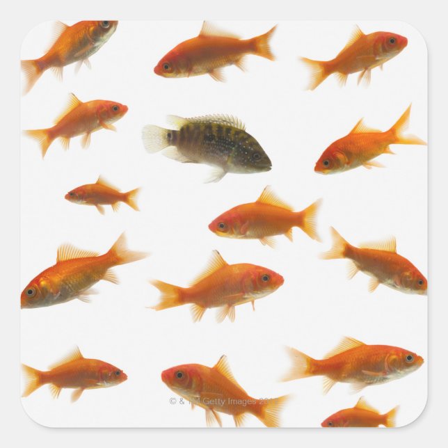 Sticker Carré Poisson d'or 3 (Devant)