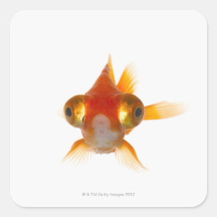 Sticker Carré Poisson d'or aux grands yeux 2