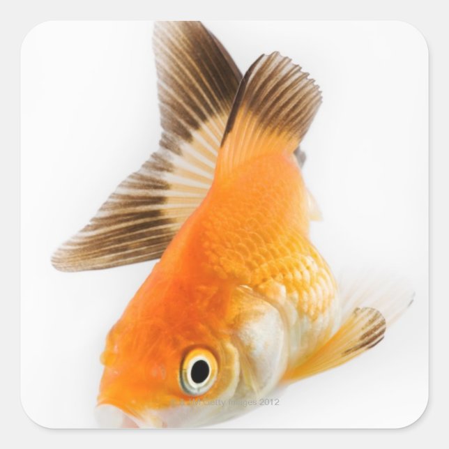 Sticker Carré Poisson d'or (Carassius auratus) (Devant)