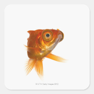 Sticker Carré Poisson rouge avec les grands yeux 3