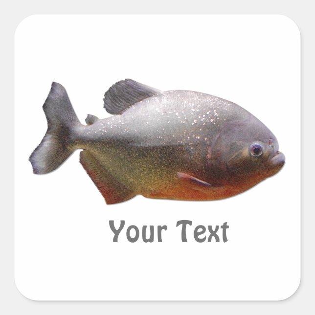 Sticker Carré Poisson sud-américain Piranha (Devant)