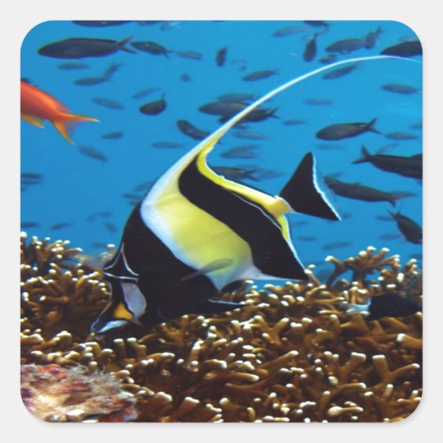 Sticker Carré Poisson tropical (Devant)