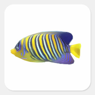 Sticker Carré Poisson tropical jaune et bleu