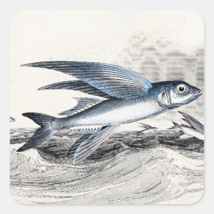 Sticker Carré Poisson volant bleu vintage des années 1800 dans l