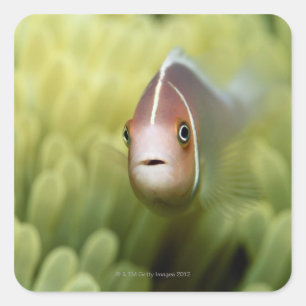 Sticker Carré Poissons d'anémone roses