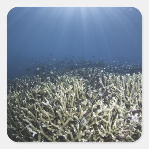 Sticker Carré Poissons nageant au-dessus du récif mort