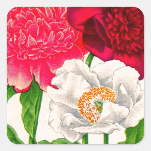 Sticker Carré poitrine rouge et blanche