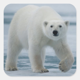 Sticker Carré Polar Bear, Ursus Maritimus, Adult
