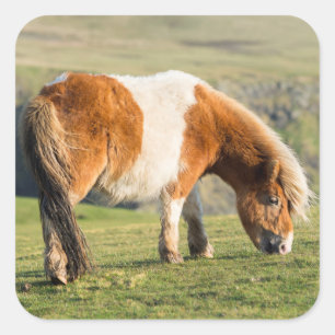 Sticker Carré Poney De Shetland Sur Le Pâturage Près De Hautes F