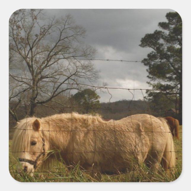 Sticker Carré Poney miniature blond / Cheval (Devant)