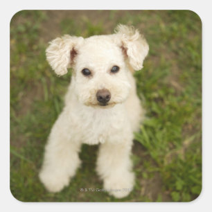 Sticker Carré Poodle (blanc)
