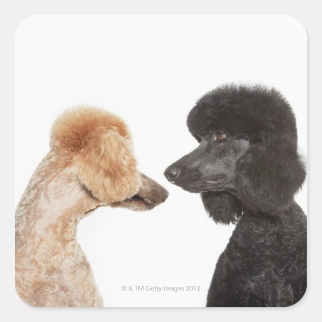 Sticker Carré Poodles se regardant (Devant)