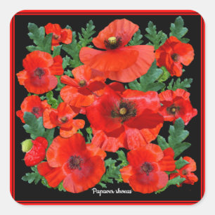 Sticker Carré Poppies rouges sauvages