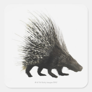 Sticker Carré Porcupine