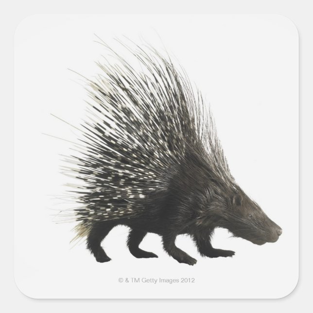 Sticker Carré Porcupine (Devant)