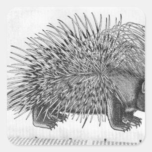 Sticker Carré Porcupine, de "Historia Animalium"