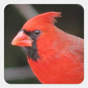 Sticker Carré Portrait cardinal - Oiseau