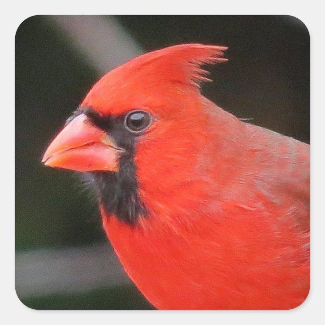 Sticker Carré Portrait cardinal - Oiseau (Devant)