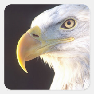 Sticker Carré Portrait d'aigle royal, Haliaeetus leucocephalus,